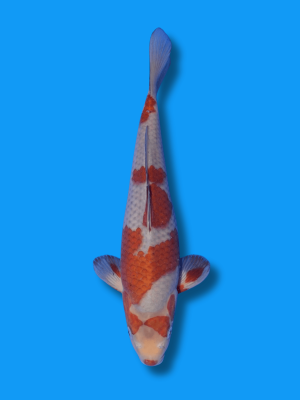 Ochiba Shigure | Koi&Co.